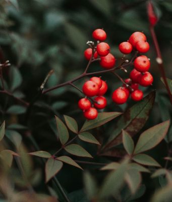 photo of berries (saturated color) against less saturated leaf colors of a bush
